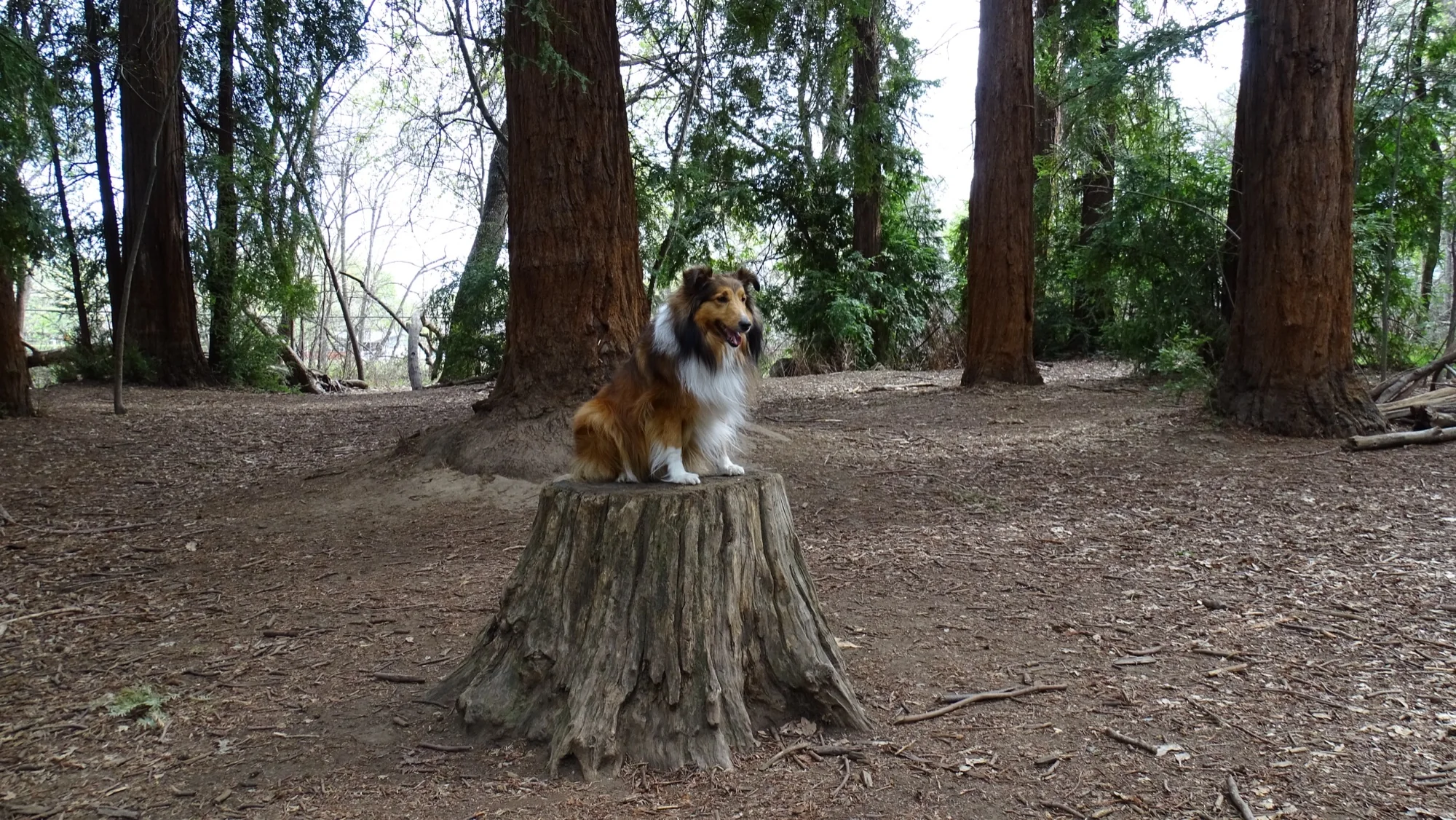 Ellie sitting on a tree stump in a grove of tall trees